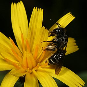 Andrena coitana, W, auf Leontodon autumnalis (6)