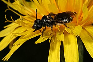 Andrena coitana, W, auf Leontodon autumnalis (8)