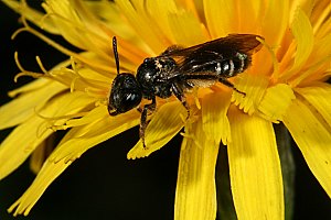 Andrena coitana, W, auf Leontodon autumnalis (9)