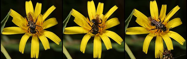 Andrena coitana, W, auf Leontodon autumnalis (10-12)