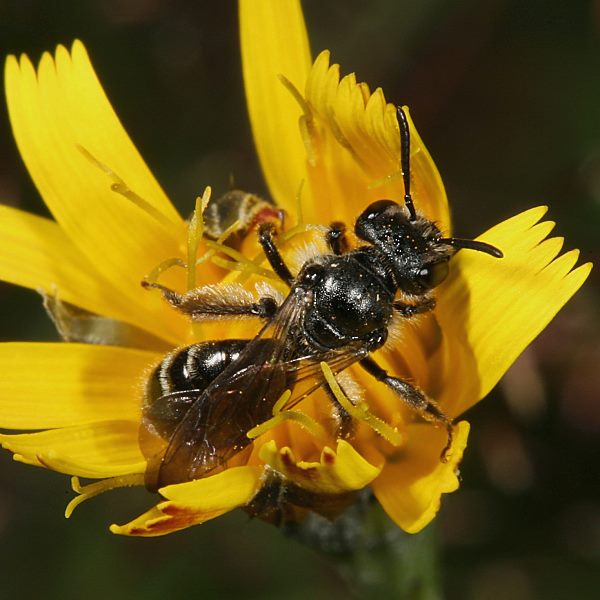 Andrena coitana, W