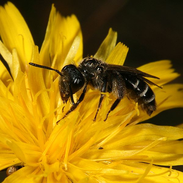 Andrena coitana, W