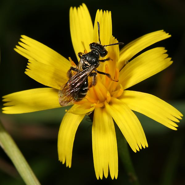Andrena coitana, W