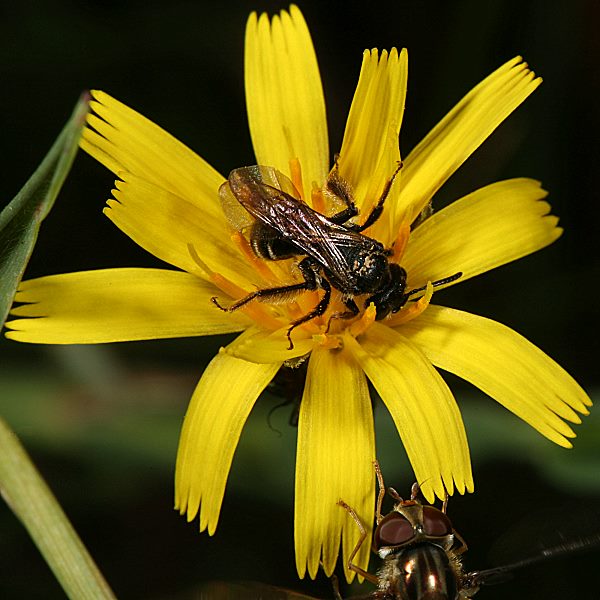 Andrena coitana, W