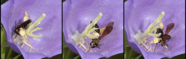 Braunschuppige Sandbiene (Andrena curvungula), W