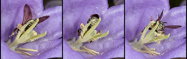 Braunschuppige Sandbiene (Andrena curvungula), W