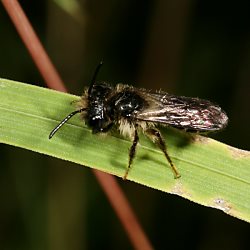 Sandbiene Andrena denticulata, M (26.07.2009) Sandbiene Andrena denticulata, M