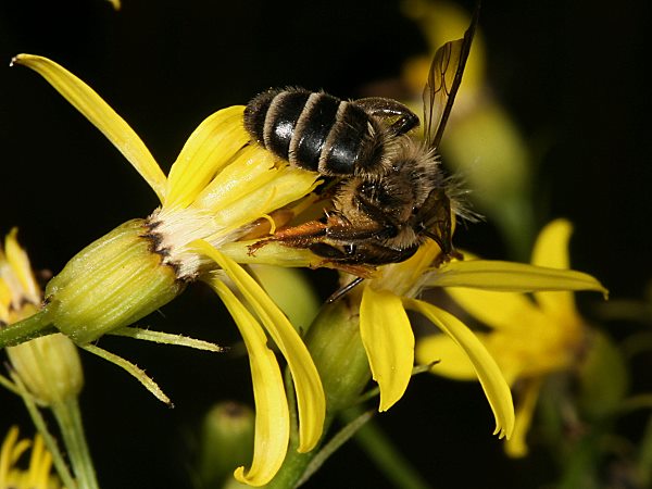 Andrena denticulata, W, an Senecio nemorensis Andrena denticulata, W, an Senecio nemorensis