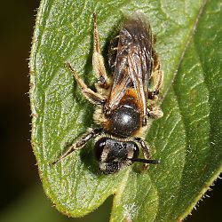 Andrena dorsata, W (GL, 09.08.2016) Andrena dorsata, W