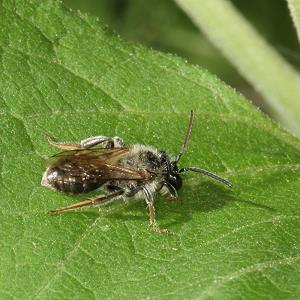 Andrena dorsata: altes Männchen (1) Andrena dorsata: altes Männchen (1)