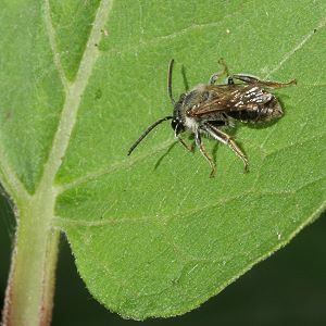 Andrena dorsata: altes Männchen (2)