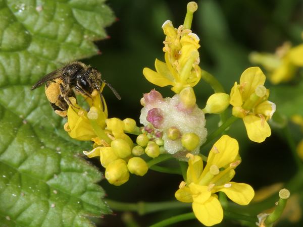Andrena dorsata, W (?) Andrena dorsata, W (?)