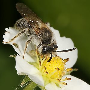 Andrena dorsata, M (1) Andrena dorsata, M (1)