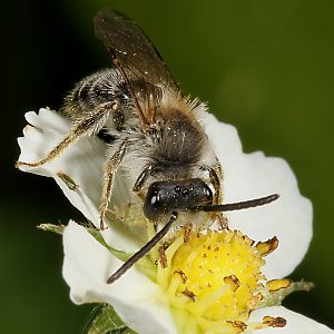 Andrena dorsata, M (2) Andrena dorsata, M (2)