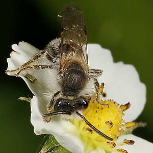 Andrena dorsata, M (3) Andrena dorsata, M (3)