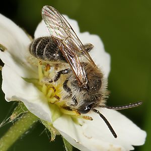 Andrena dorsata, M (4) Andrena dorsata, M (4)