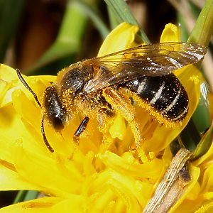 Andrena dorsata, W (1) Andrena dorsata, W (1)