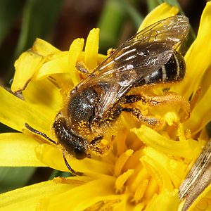 Andrena dorsata, W (2) Andrena dorsata, W (2)