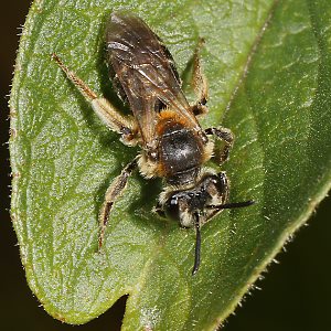 Andrena dorsata, W (3) Andrena dorsata, W (3)