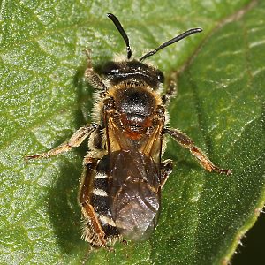 Andrena dorsata, W (4) Andrena dorsata, W (4)