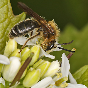 Andrena dorsata, W (5) Andrena dorsata, W (5)