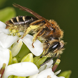 Andrena dorsata, W (6) Andrena dorsata, W (6)