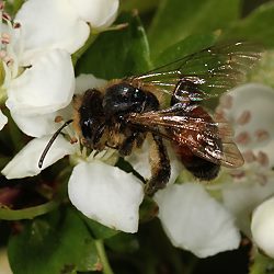 Sandbiene Andrena stragulata, W Sandbiene Andrena stragulata, W