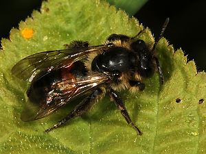 Andrena stragulata, W Andrena stragulata, W