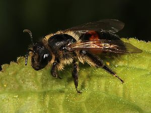 Andrena stragulata, W Andrena stragulata, W