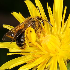 Sandbiene Andrena fulvago, W
