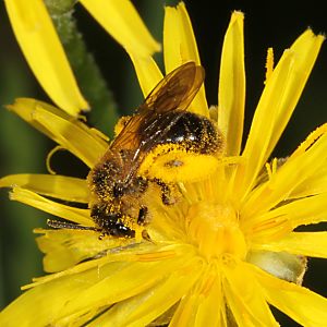 Andrena fulvago, W