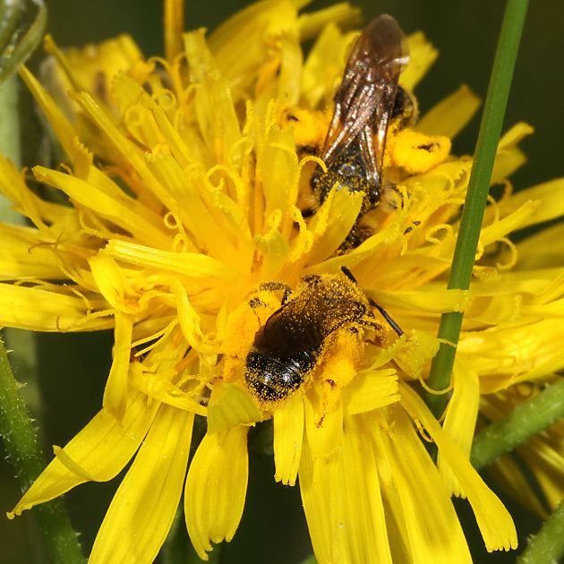 Andrena fulvago, 2 W
