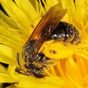 Andrena fulvago, W