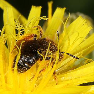 Andrena fulvago, W, mit orangen Hinterbeinen