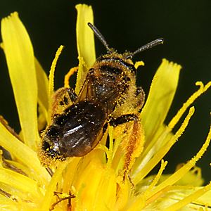 Andrena fulvago, W, mit orangen Hinterbeinen