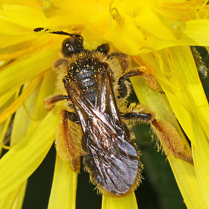 Andrena fulvago, W