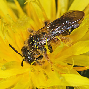 Andrena fulvago, W
