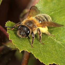 Sandbiene Andrena ferox, W Sandbiene Andrena ferox, W