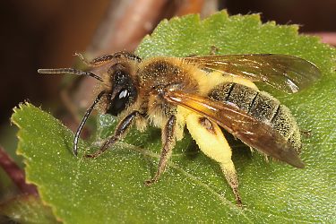 Andrena ferox, W (2) Andrena ferox, W (2)