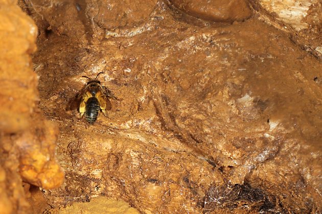 Andrena ferox, W: Landung beim Nest Andrena ferox, W: Landung beim Nest