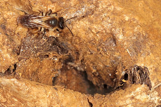 Andrena ferox, 2. W Andrena ferox, 2. W