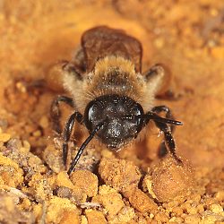 Andrena ferox, 2. W (2) Andrena ferox, 2. W (2)