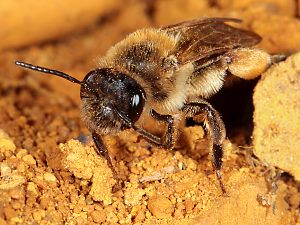 Andrena ferox, 2. W (4) Andrena ferox, W (4)