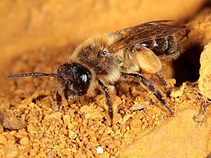 Andrena ferox, 2. W (5) Andrena ferox, W (5)