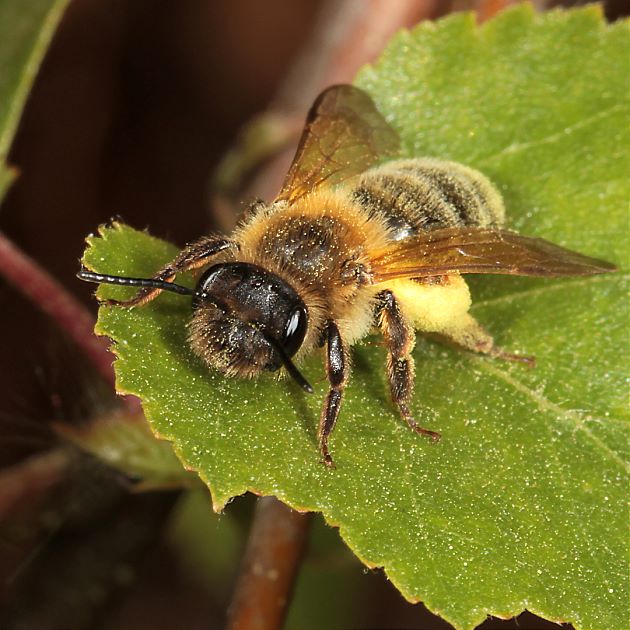 Andrena ferox, W, mit Pollen (1)