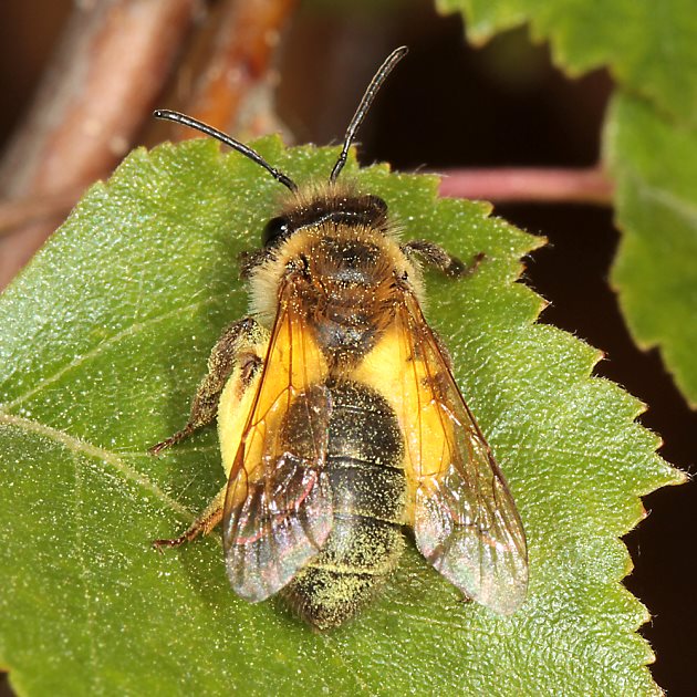 Andrena ferox, W, mit Pollen (2)