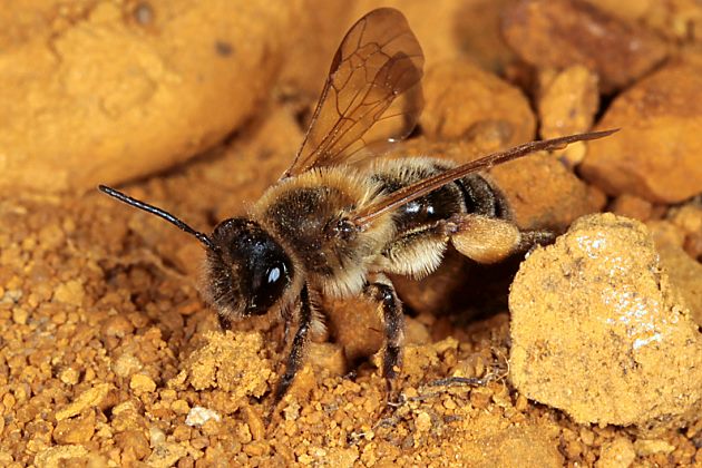 Andrena ferox, W, beim Verlassen des Nests