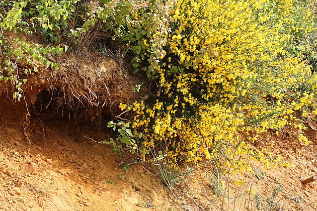 Nistplatz von Andrena ferox (2) Nistplatz von Andrena ferox (2)