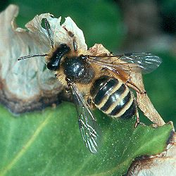 Gemeine Sandbiene (Andrena flavipes), W