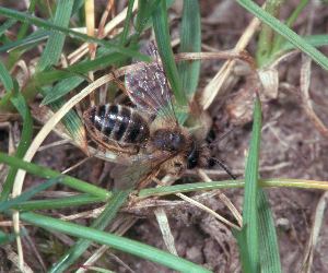 Andrena flavipes: Komfortverhalten Andrena flavipes: Komfortverhalten